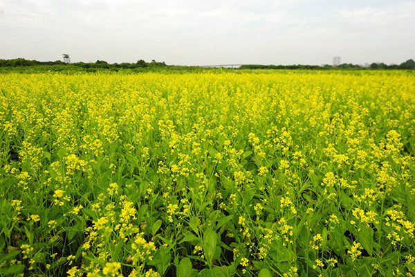 Sự tích Hoa Cải Vàng