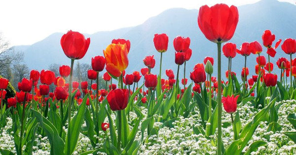 Bí quyết thể hiện tình yêu bằng Hoa Tulip đỏ