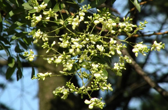 Ý nghĩa hoa Hoè – cây phong thuỷ thịnh vượng