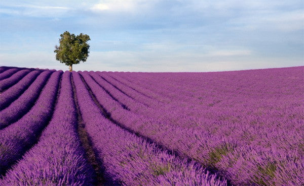 Tìm hiểu ý nghĩa của hoa oải hương - hoa Lavender