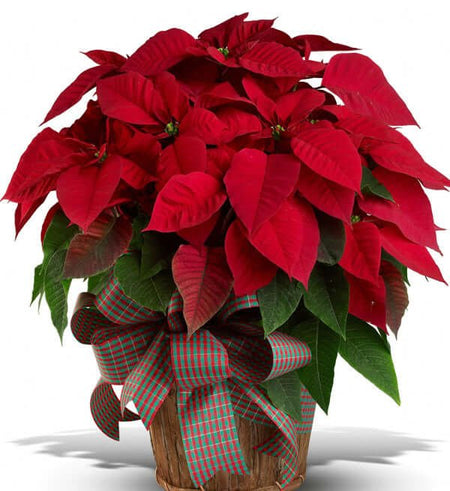 2 Chậu Cây Trạng Nguyên - Gửi Hoa Về Việt Nam