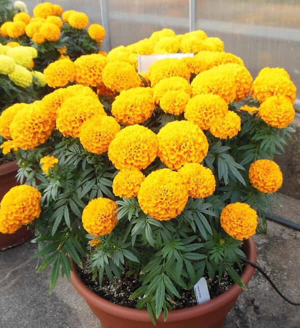 2 Chậu Hoa Vạn Thọ - Gửi Hoa Về Việt Nam