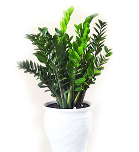 Chậu Cây Kim Tiền - Gửi Hoa Về Việt Nam