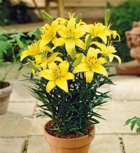 Chậu Hoa Ly Vàng - Gửi Hoa Về Việt Nam