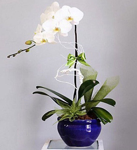 Chậu Lan Hồ Điệp Lễ Mẹ 01 - Gửi Hoa Về Việt Nam