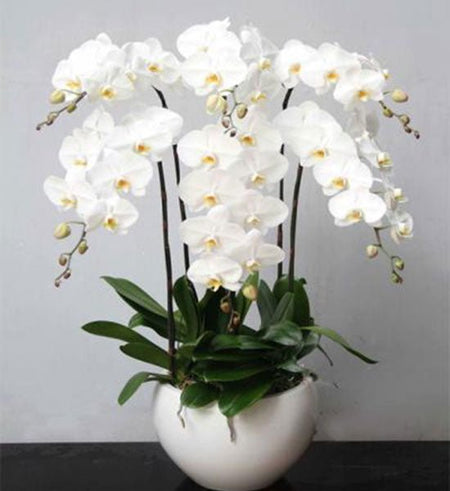 Chậu Lan Hồ Điệp Lễ Mẹ 03 - Gửi Hoa Về Việt Nam