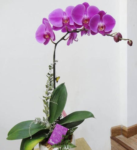 Chậu Lan Hồ Điệp Lễ Mẹ 04 - Gửi Hoa Về Việt Nam