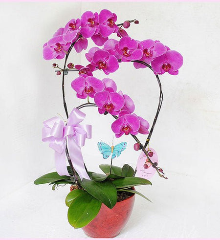 Chậu Lan Hồ Điệp Lễ Mẹ 05 - Gửi Hoa Về Việt Nam