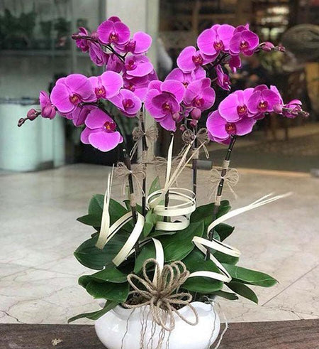 Chậu Lan Hồ Điệp Lễ Mẹ 06 - Gửi Hoa Về Việt Nam