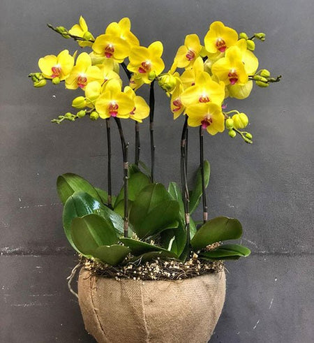 Chậu Lan Hồ Điệp Lễ Mẹ 07 - Gửi Hoa Về Việt Nam