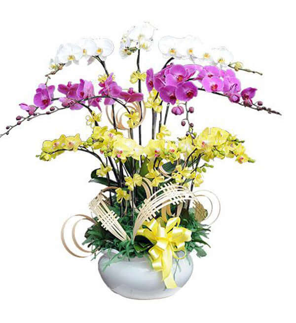 Chậu Lan Hồ Điệp Tết 01 - Gửi Hoa Về Việt Nam