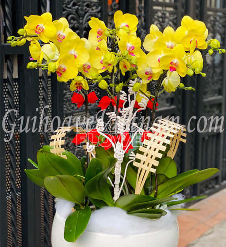 Chậu Lan Hồ Điệp Tết 02 - Gửi Hoa Về Việt Nam