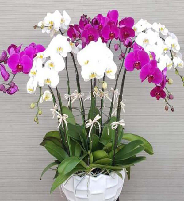 Chậu Lan Hồ Điệp Tết 03 - Gửi Hoa Về Việt Nam