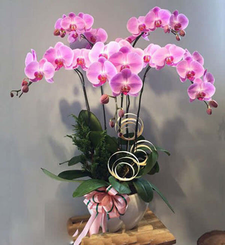 Chậu Lan Hồ Điệp Tết 04 - Gửi Hoa Về Việt Nam