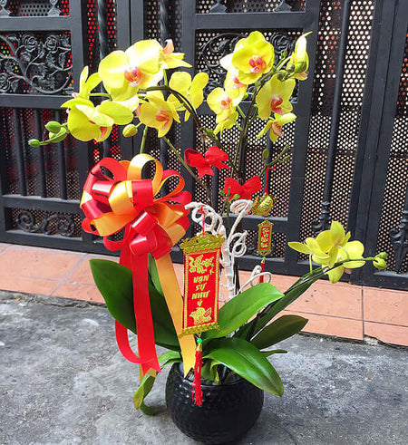 Chậu Lan Hồ Điệp Tết 06 - Gửi Hoa Về Việt Nam