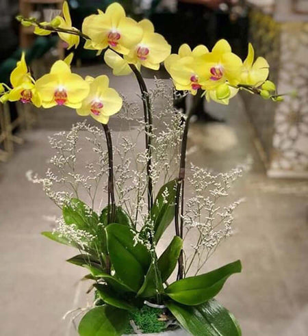 Chậu Lan Hồ Điệp Tết 07 - Gửi Hoa Về Việt Nam