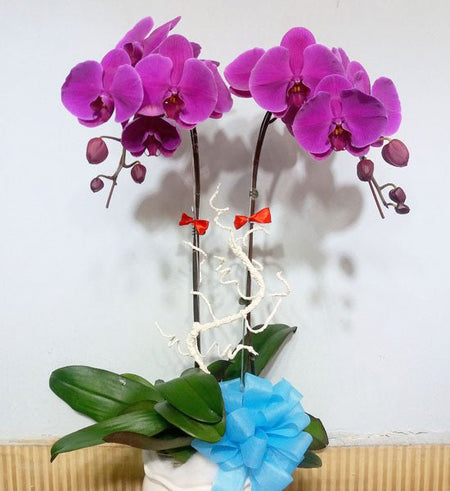 Chậu Lan Hồ Điệp Tím 02 Cành - Gửi Hoa Về Việt Nam