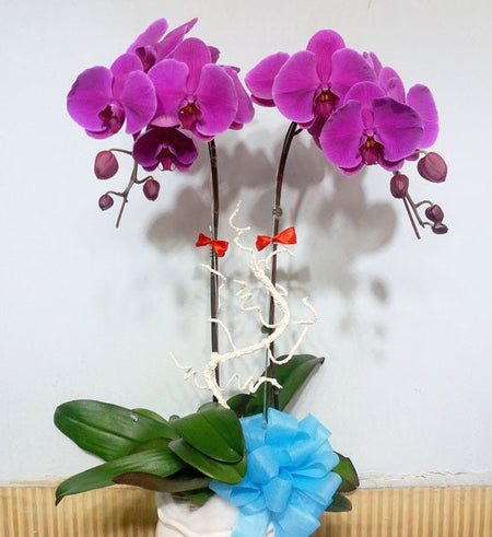 Chậu Lan Hồ Điệp Tím 02 Cành - Gửi Hoa Về Việt Nam