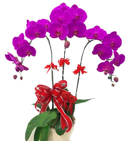 Chậu Lan Hồ Điệp Tím - Hoa 8/3 - Gửi Hoa Về Việt Nam
