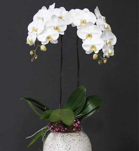 Chậu Lan Hồ Điệp Trắng 02 Cành - Gửi Hoa Về Việt Nam