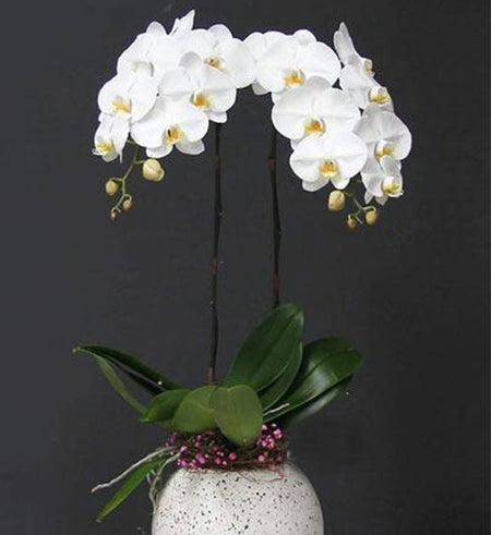 Chậu Lan Hồ Điệp Trắng 02 Cành - Gửi Hoa Về Việt Nam
