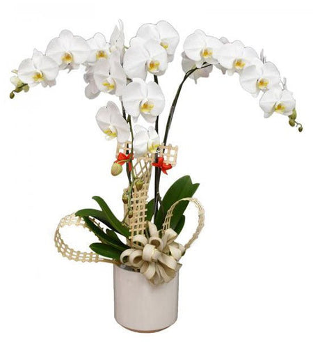 Chậu Lan Hồ Điệp Trắng 03 Cành - Gửi Hoa Về Việt Nam