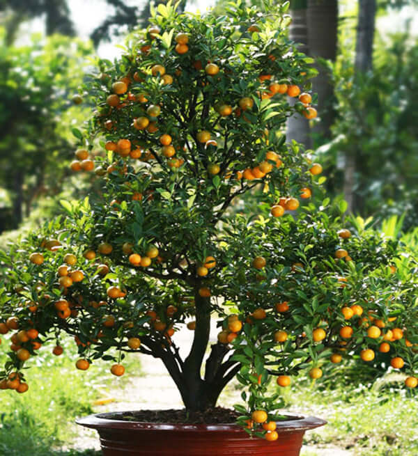 Chậu Tắt 1,4m - Gửi Hoa Về Việt Nam