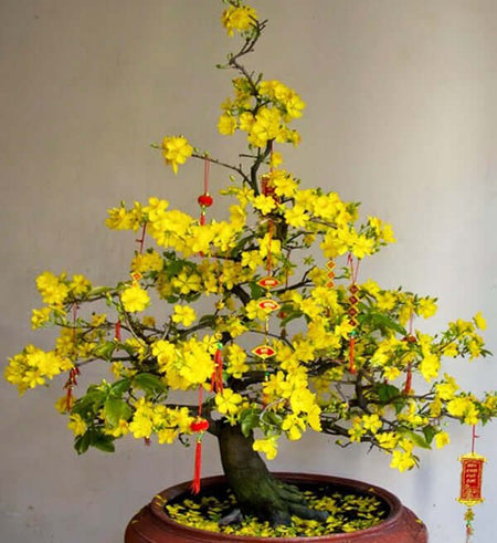 Mai Tết 1,2 m - Gửi Hoa Về Việt Nam