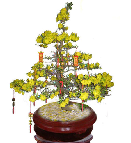 Mai Tết 1m - Gửi Hoa Về Việt Nam