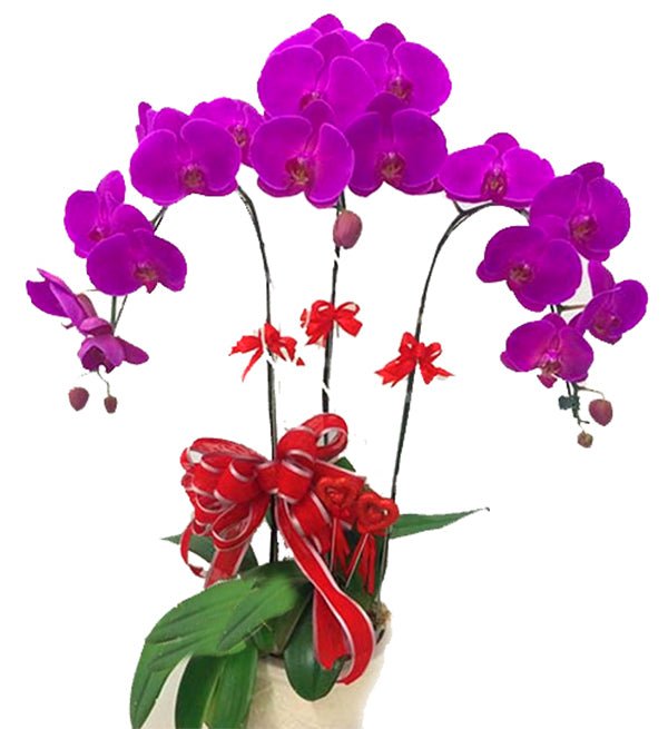 potted-purple-orchid-003-branches