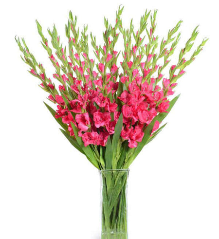 Tet Flowers 13 - Gửi Hoa Về Việt Nam